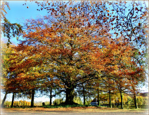 Картинка природа деревья парк дорожки дерево крона листва