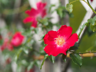 Картинка цветы розы боке макро