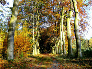 Картинка природа дороги листва стволы дорога лес осень