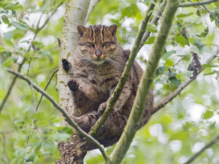 Картинка животные дикие кошки взгляд дикая кошка на дереве кошка-рыболов дерево ветки