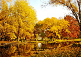 Картинка природа парк осень река лес деревья желтые кроны