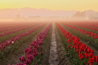 Картинка цветы тюльпаны рассвет поле