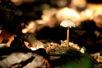 Картинка природа грибы гриб ножка шляпка