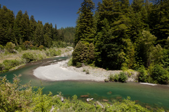 Картинка redwoods state park калифорния природа реки озера река парк лес