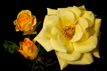 Картинка цветы розы жёлтая роза бутоны макро