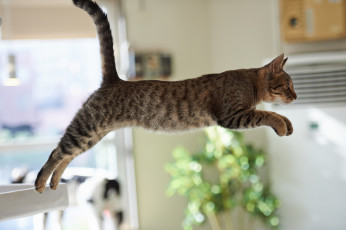 Картинка животные коты прыжок комната кот