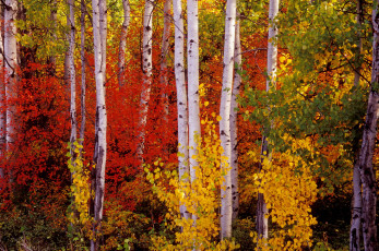 Картинка природа лес березы деревья осень