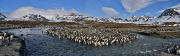 Картинка животные пингвины залив вершины снег