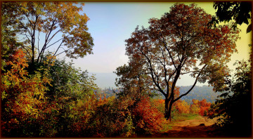 Картинка природа деревья осень лес краски