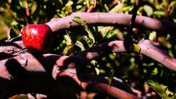 Картинка еда Яблоки листья ветви яблоко