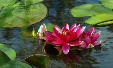 Картинка цветы лилии водяные нимфеи кувшинки вода нимфея