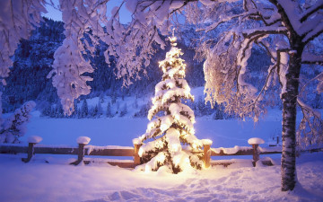 обоя праздничные, Ёлки, деревья, елка, снег, зима, ограда, свет