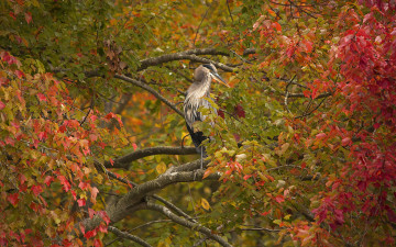 Картинка животные цапли листва ветки дерево птица серая цапля осень