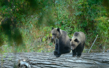 Картинка животные медведи лес бревно медвежата гризли