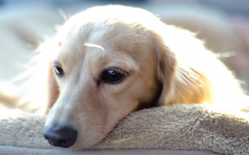 Картинка животные собаки взгляд грусть