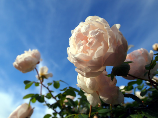 Обои картинки фото цветы, розы, боке, макро, розовый, куст