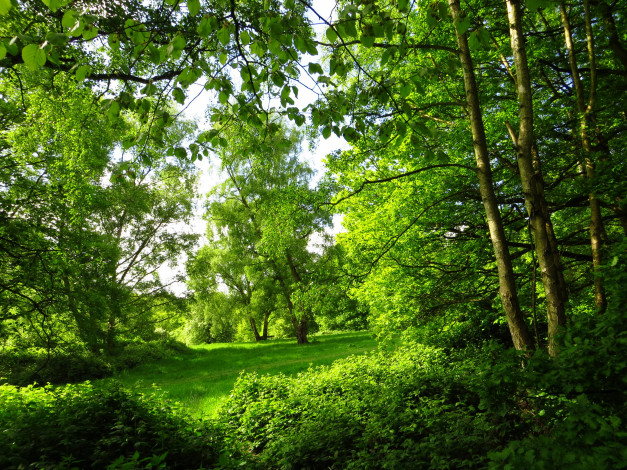 Обои картинки фото лондон, природа, парк, деревья, лужайка
