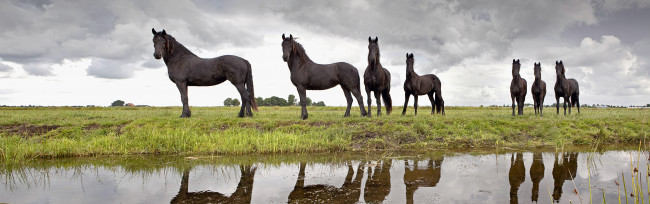 Обои картинки фото животные, лошади, луг, река