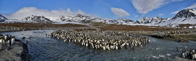 Обои картинки фото животные, пингвины, залив, вершины, снег