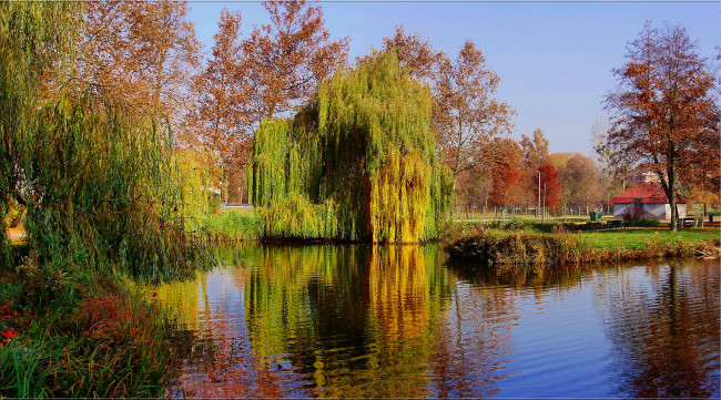 Обои картинки фото природа, парк, пруд, осень, деревья, краски