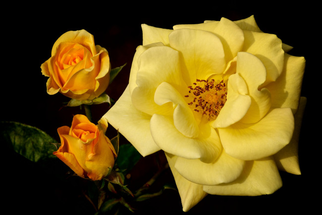 Обои картинки фото цветы, розы, жёлтая, роза, бутоны, макро