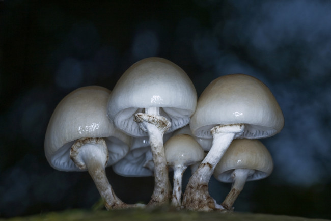 Обои картинки фото природа, грибы, ножка, шляпка