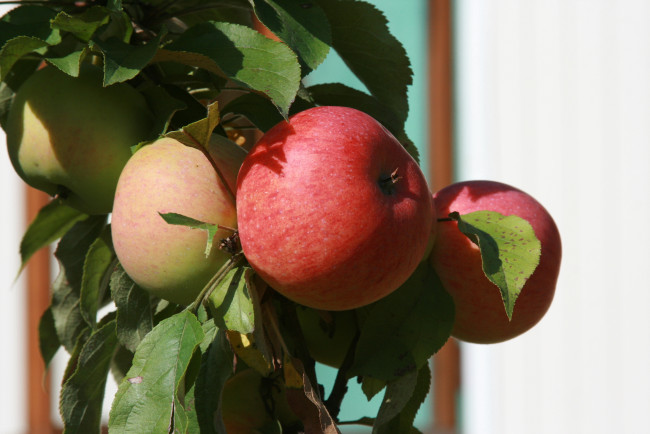 Обои картинки фото природа, плоды, растение, яблоки, яблоня, сад, ветка, фрукты