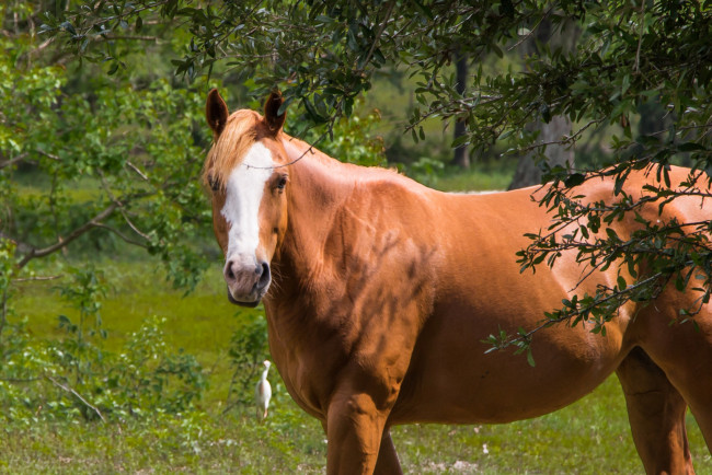 Обои картинки фото животные, лошади, конь, рыжая, лошадь, челка