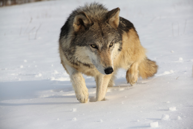 Обои картинки фото животные, волки, хищник, снег