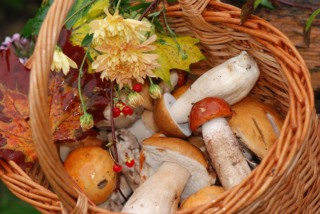 Обои картинки фото еда, грибы, грибные, блюда, боровики, хризантемы, корзина