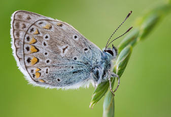 Картинка животные бабочки макро травинка бабочка крылья усики