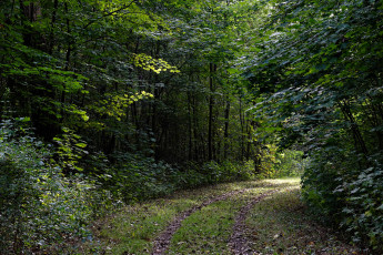 Картинка природа дороги нидерланды лес дорога деревья кусты