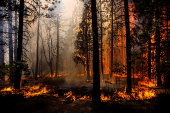 Картинка природа лес огонь пожар деревья