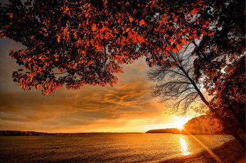 Картинка природа восходы закаты побережье деревья закат осень море