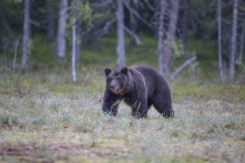 Картинка животные медведи медведь лес трава деревья
