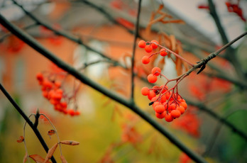Картинка макро+рябина природа Ягоды +рябина макро рябина осень