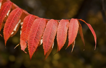Картинка природа листья красные осень макро