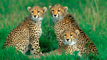 Картинка животные гепарды семья трава