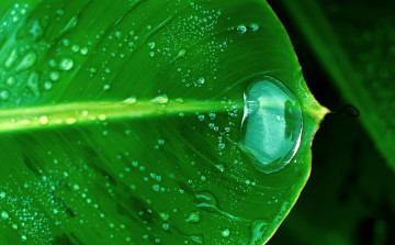 Картинка природа макро зеленый листок капля
