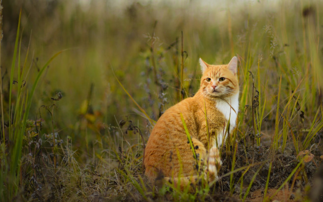 Обои картинки фото животные, коты, растения, трава, поле, фон, взгляд, кот