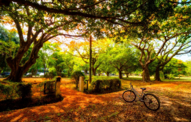 Обои картинки фото природа, парк, машины, велосипед, солнечно, деревья, солнце