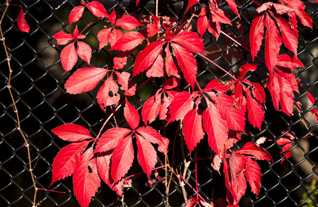 Обои картинки фото природа, листья, растение, красные, сетка