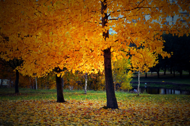 Обои картинки фото дерево осень, природа, парк, листья, листва, дерево, осень