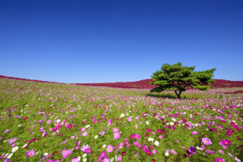Картинка цветы космея hitachi seaside park hitachinaka japan приморский парк хитачи хитатинака Япония дерево луг