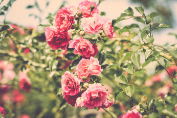 Картинка цветы розы природа лето