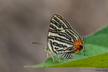 Картинка животные бабочки +мотыльки +моли бабочка крылья усики фон макро