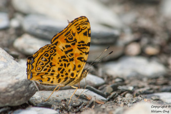 Картинка животные бабочки +мотыльки +моли крылья бабочка макро фон усики