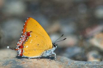 Картинка животные бабочки +мотыльки +моли макро крылья фон усики бабочка