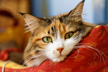 Картинка животные коты кот кошка морда взгляд