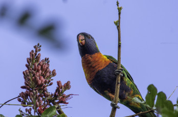 Картинка животные попугаи попугай ветка